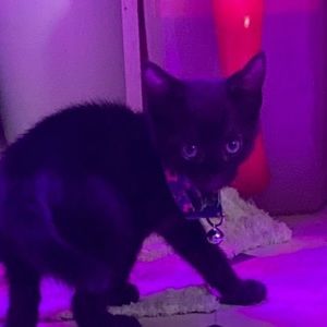 Meet your Posher, Chad